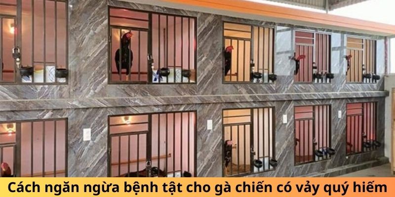 Cách ngăn ngừa bệnh tật cho gà chiến có vảy quý hiếm